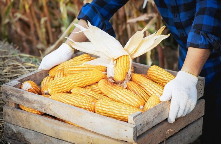 kapan panen jagung dilakukan